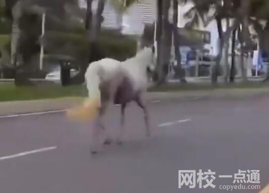 三亞現(xiàn)狀:車流稀少 街上白馬奔跑 為什么人這么少？