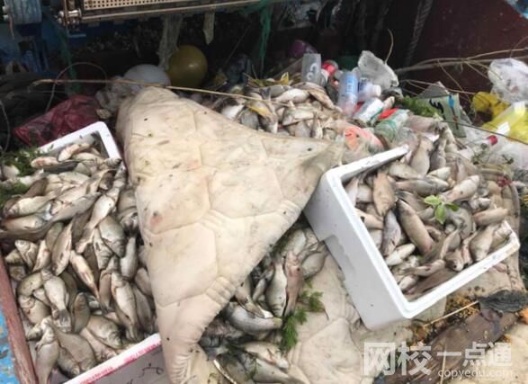 放生成殺生 上海蘇州河頻現(xiàn)死魚 到底是怎么死的？