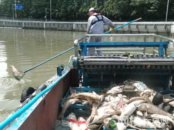 放生成殺生 上海蘇州河頻現(xiàn)死魚 原因竟是這樣實(shí)在太慘了