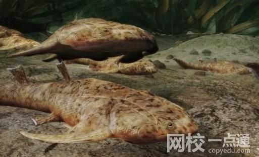 “從魚到人”有了關(guān)鍵證據(jù) 具體是什么情況?