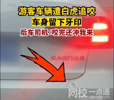 游客車輛遭白虎追咬留下牙印 目擊者稱咬完還向我的車沖來