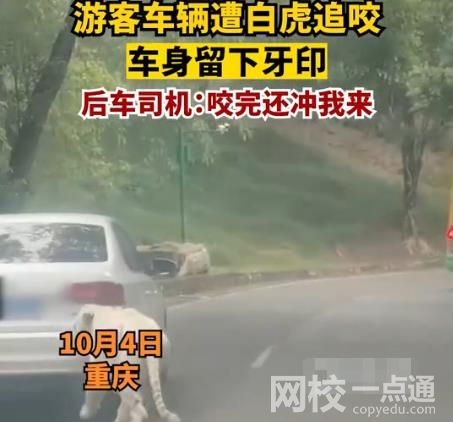 游客車輛遭白虎追咬留下牙印 具體是什么情況?