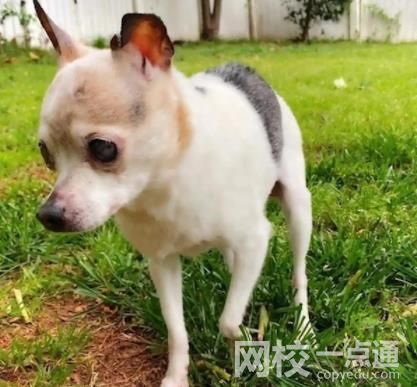 全球最年長的狗去世 終年22歲 她和她的伴侶洛基生下了32只小狗