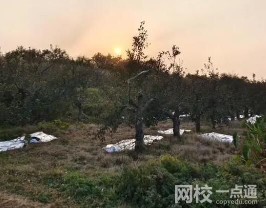 商洛7死兇殺案:鄰里因櫻桃樹(shù)起紛爭(zhēng) 背后真相實(shí)在讓人驚愕