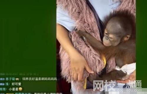 南京一動物園直播籌款:揭不開鍋了 開放了一批動物認(rèn)養(yǎng)