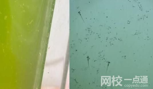 男子放陽臺(tái)的死水突然變綠長魚苗 具體是什么情況?