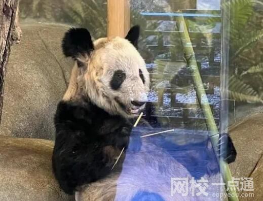 美動物園稱丫丫毛發(fā)稀疏是家族遺傳 原因簡直讓人驚個呆