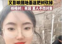 女子算命核桃樹擋姻緣家人將樹砍掉 核桃樹:終究是我扛下了所有