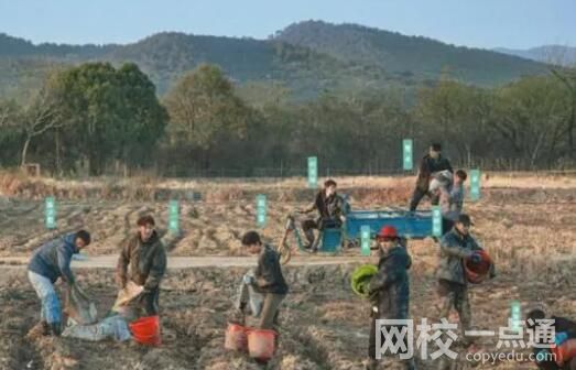 這群年輕人 在綜藝節(jié)目中“種地” 背后真相實在讓人驚愕