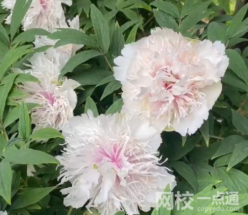 這株牡丹有“帶刀侍衛(wèi)”24小時守護 究竟是怎么回事？