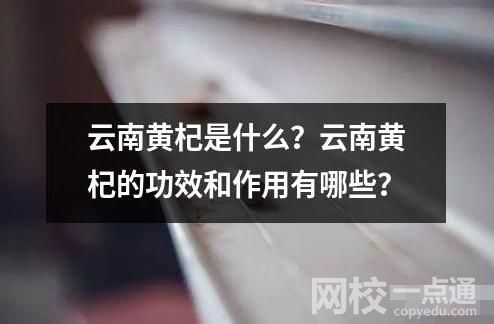 云南黃杞是什么？云南黃杞的功效和作用有哪些？