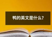 鴨的英文是什么？