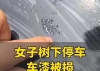 女子將車停在槐樹(shù)下車漆被腐蝕 這也太無(wú)奈了