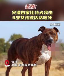 美國4歲女孩遭自家比特犬襲擊致死 實在太悲劇了