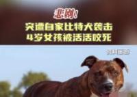 美國4歲女孩遭自家比特犬襲擊致死 實在太悲劇了