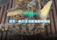 男子養(yǎng)2條活體mini鱷魚當(dāng)茶寵 實(shí)在太嚇人了