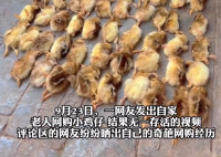 爺爺網(wǎng)購(gòu)50只雞仔無(wú)一存活 為什么都死了什么原因？