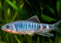 華東地區(qū)發(fā)現(xiàn)魚類新物種虹彩馬口魚 實在太罕見了