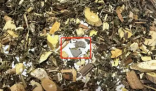 網(wǎng)購(gòu)中藥泡腳包檢出大量病菌 實(shí)在太恐怖了