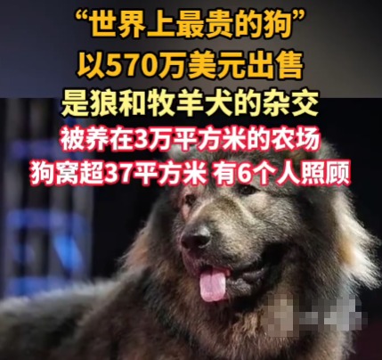 “世界上最貴的狗”賣出570萬美元 為什么這么貴？