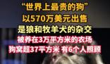 “世界上最貴的狗”賣出570萬美元 為什么這么貴？