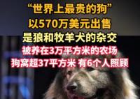 “世界上最貴的狗”賣出570萬美元 為什么這么貴？