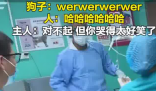 主人帶狗狗做絕育哭聲太慘引圍觀 究竟是怎么回事？