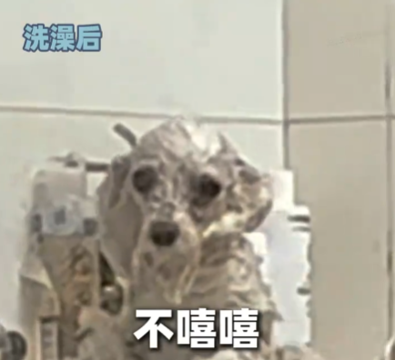 小狗洗澡后秒變被嗦過的芒果核 究竟是什么樣的？