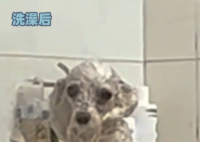 小狗洗澡后秒變被嗦過(guò)的芒果核 究竟是什么樣的？