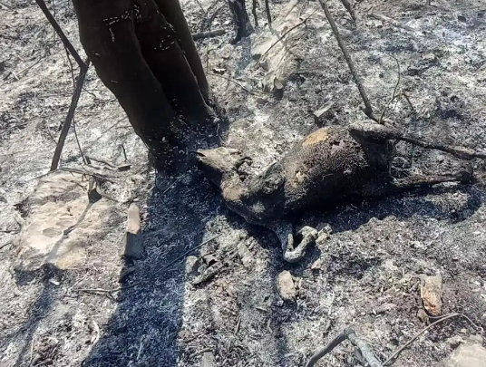 老人上墳燒死67只羊沒錢賠 究竟是怎么回事？