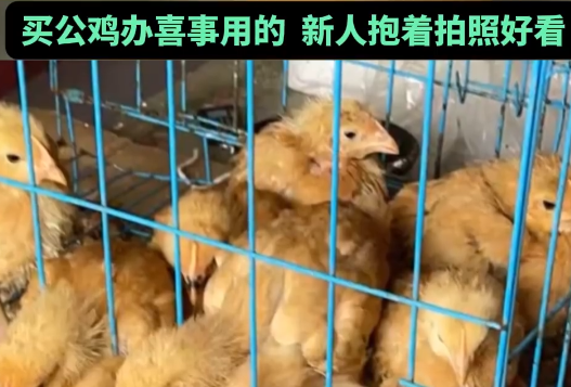 男子網(wǎng)購20只被閹公雞全下蛋了 實在太崩潰了