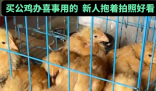 男子網(wǎng)購20只被閹公雞全下蛋了 實在太崩潰了