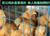 男子網(wǎng)購20只被閹公雞全下蛋了 實在太崩潰了
