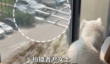 小鳥與貓咪結(jié)仇隔窗空投糞便 究竟是怎么回事？