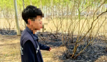 男子點(diǎn)燃楊柳絮引發(fā)火情被行拘 事件始末2025最新消息