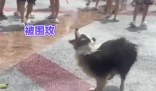 小狗在潑水節(jié)被潑到無力反抗 實(shí)在太崩潰了