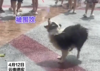 小狗在潑水節(jié)被潑到無力反抗 實在太崩潰了