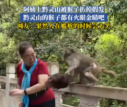 大媽逗黔靈山猴子玩被抓掉假發(fā) 實在太搞笑了