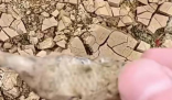 廣西貴港大旱 池塘干涸魚(yú)曬成魚(yú)干 為什么這么嚴(yán)重？