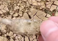 廣西貴港大旱 池塘干涸魚曬成魚干 為什么這么嚴(yán)重？