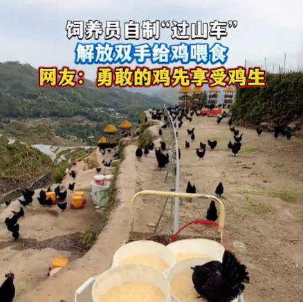 飼養(yǎng)員自制“過山車”給雞喂食 這也太霸氣了