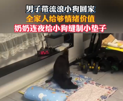 網(wǎng)友帶流浪狗回家 全家給足情緒價值 實在太暖心了