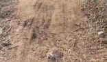 三姐妹給父上墳被炸死 大伯預(yù)埋炸藥 實(shí)在太恐怖了